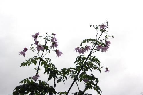 Dahlia imperialis jardin