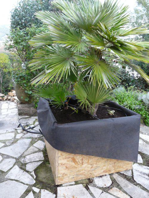 Changement de pot pour les palmiers chamereops !