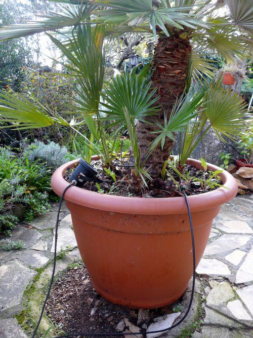 Changement de pot pour les palmiers chamereops !