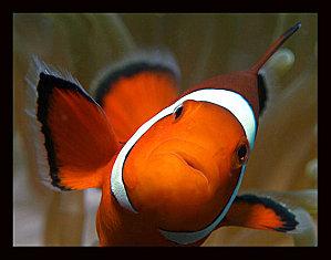 anemonefish_--1-.jpg