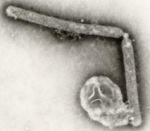 GRIPPE H5N1: Le supervirus qui inquiète la Sécurité américaine – European Scientific Working group on Influenza- The New Scientist