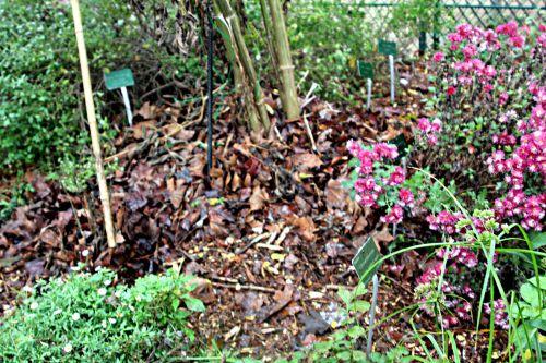 Une année de la vie de Dahlia imperialis jardin