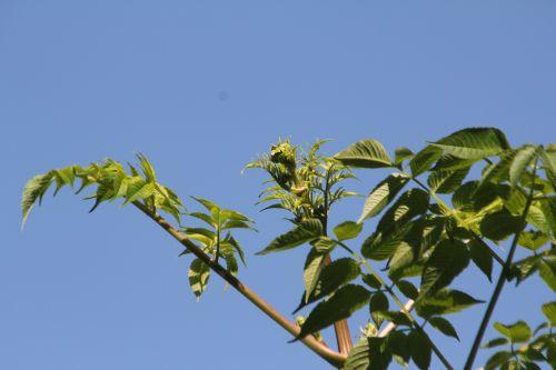 Une année de la vie de Dahlia imperialis jardin