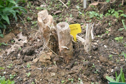 Une année de la vie de Dahlia imperialis jardin