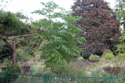 Une année de la vie de Dahlia imperialis jardin
