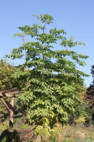 Une année de la vie de Dahlia imperialis jardin