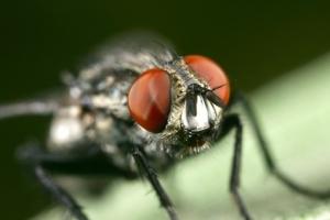 GÉNOMIQUE: La mouche drosophile pour nous aider à vaincre nos douleurs  – Nature