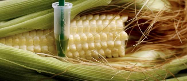 La culture du maïs OGM de Monsanto avait été suspendue par le gouvernement français en février 2008 et remise en cause depuis par la Cour de justice européenne. Elle n'est désormais plus interdite.