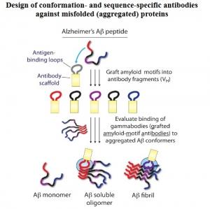ALZHEIMER: Des chercheurs conçoivent des anticorps de la maladie – PNAS