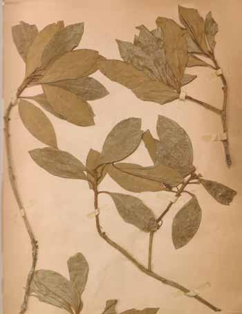 b L’Anis Etoilé « fruit du firmament »