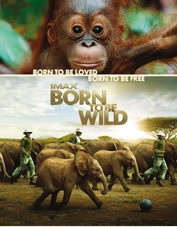 WWF lance son Pandathlon 2012, une ode aux forêts…