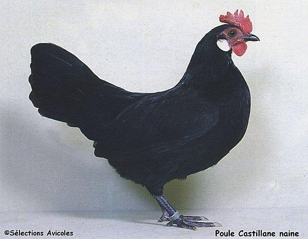 Poule-Castillane-naine.jpg