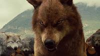 Nouvelles images des loups du wolfpack (Jacob et Sam)