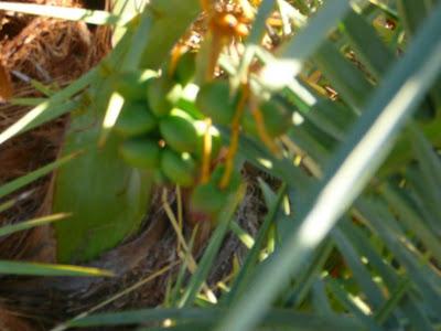De Bikaner à Jaisalmer De Bikaner à Jaisalmer