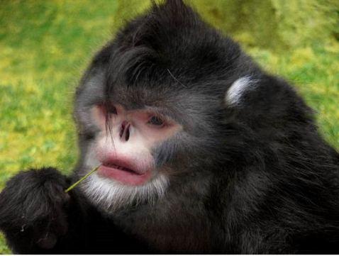 Mékong : singe éternueur parmi deux cents espèces découvertes
