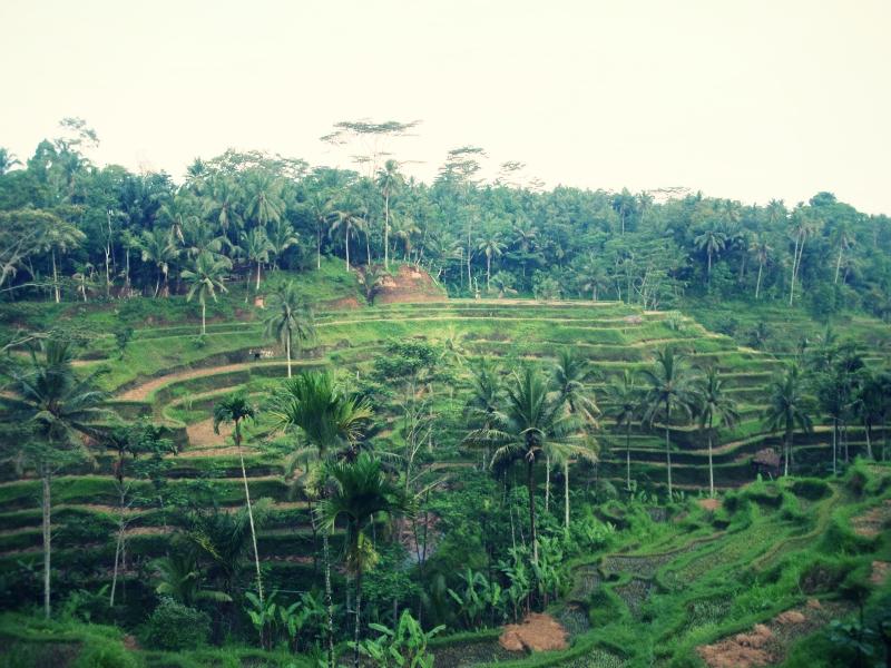 Bali, Monkey Forest!