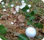 photo by moi : sous-bois beurton (44) avec cyclamens et balle de golf, le jeudi 13 octobre 2011