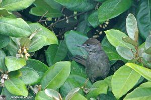 Une fauvette à l'air déluré photographiée à la sauvette Fauvette-2