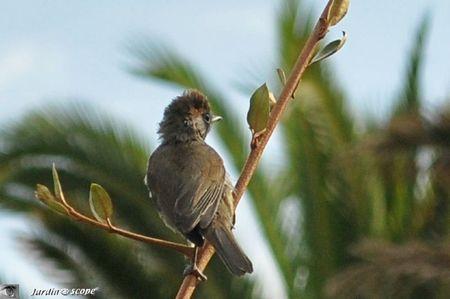Une fauvette à l'air déluré photographiée à la sauvette Fauvette-3