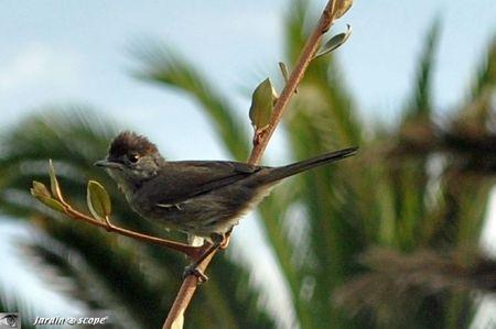 Une fauvette à l'air déluré photographiée à la sauvette Fauvette-4