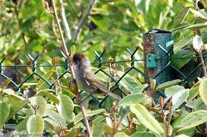 Une fauvette à l'air déluré photographiée à la sauvette Fauvette
