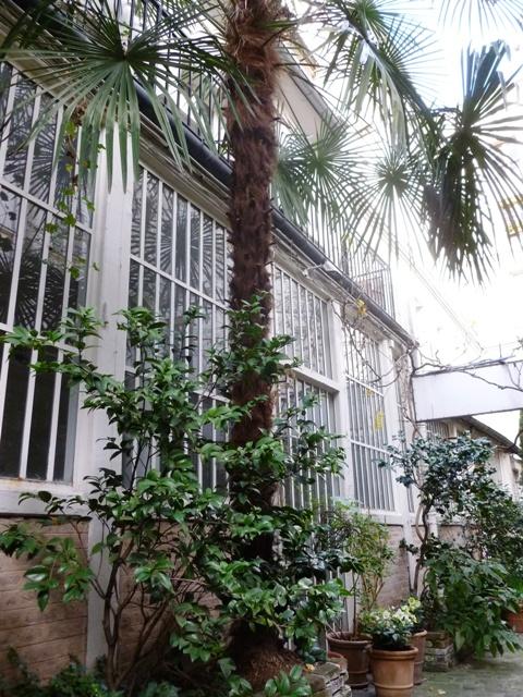 Impasse verdoyante A St Germain des Prés… la vie d’artiste