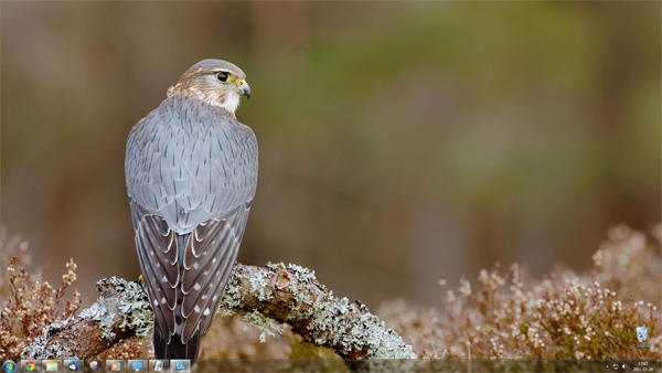 PredatoryBirdsAidanFinn 26 thèmes Windows 7 à télécharger gratuitement