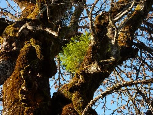 Arbres de Noël blog littéraire de christian cottet-emard,frêne,épicéa,promenade,jura,franche-comté,noël,fête,nature,arbre,photographie