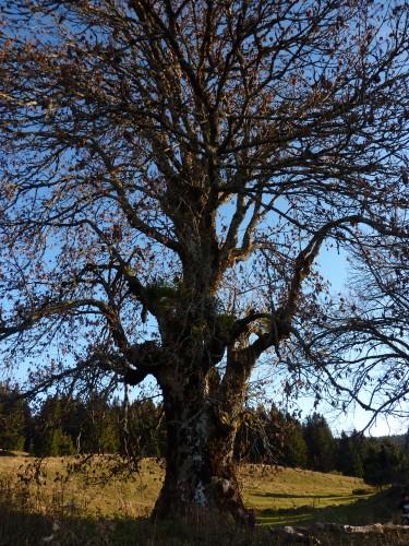 Arbres de Noël blog littéraire de christian cottet-emard,frêne,épicéa,promenade,jura,franche-comté,noël,fête,nature,arbre,photographie
