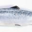Le cinquième aliment le plus émetteur en GES est le saumon d'élevage, principalement au travers de sa nourriture, pêchée, cultivée ou transformée en farines animales.