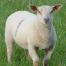La viande d'agneau arrive en tête du classement des aliments les plus pollueurs de l'Environment Working Group. Les émissions de gaz à effet de serre (GES) d'un agneau sont 50 % plus élevées que celle d'un boeuf.  Si le boeuf et l'agneau génèrent des quantités comparables de méthane et requièrent des quantités similaires d'aliments, l'agneau génère bien plus d'émissions au kg car il produit moins de viande comestible qu'un boeuf.