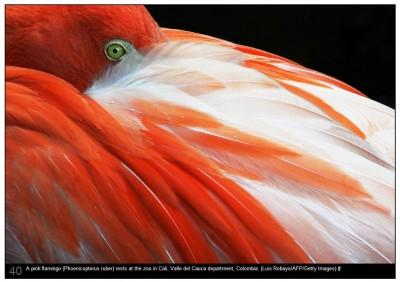 pink-flamingo-LRobayo Images : les 50 meilleures photos du monde naturel