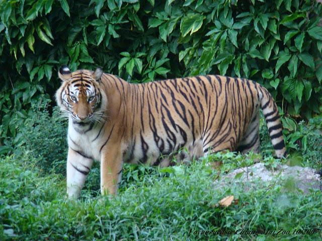 Thaïlande: 175 tigres en liberté (vidéo)
