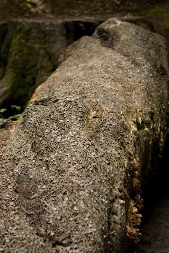 L’étrange coutume des arbres à monnaie L'étrange coutume des arbres à monnaie - 7