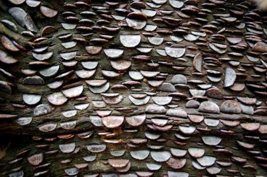 L’étrange coutume des arbres à monnaie L'étrange coutume des arbres à monnaie - 5