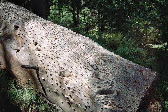 L’étrange coutume des arbres à monnaie L'étrange coutume des arbres à monnaie - 8