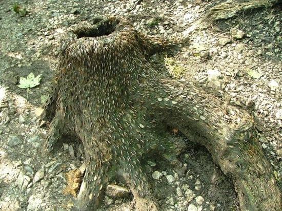L’étrange coutume des arbres à monnaie L'étrange coutume des arbres à monnaie - 3