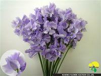 Lathyrus-_03 Lathyrus-_03