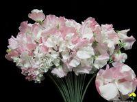 Lathyrus-_04 Lathyrus-_04