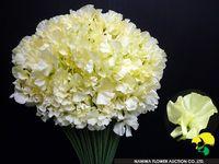 Lathyrus-_06 Lathyrus-_06