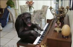 Cheetah Décès jungle,tarzan,jane,cheetah,primate,actualité,actualité cinéma,ciné,cinéma,usa,united states