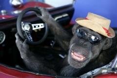 Cheetah Décès jungle,tarzan,jane,cheetah,primate,actualité,actualité cinéma,ciné,cinéma,usa,united states