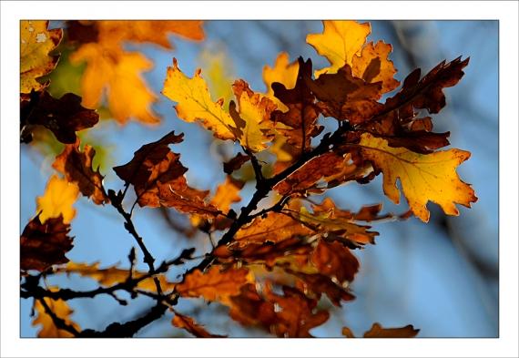Jardins de la Fontaine, dernières de l'année... Jardins de la Fontaine, Nîmes, Languedoc, Gard, nature, paysages, jardins publics, nymphée, arbres