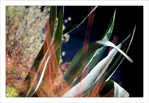 Jardins de la Fontaine, dernières de l'année... Jardins de la Fontaine, Nîmes, Languedoc, Gard, nature, paysages, jardins publics, nymphée, arbres