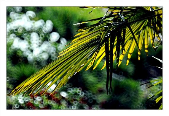 Jardins de la Fontaine, dernières de l'année... Jardins de la Fontaine, Nîmes, Languedoc, Gard, nature, paysages, jardins publics, nymphée, arbres