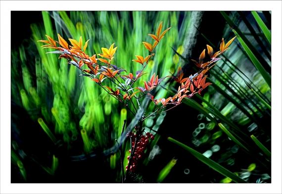 Jardins de la Fontaine, dernières de l'année... Jardins de la Fontaine, Nîmes, Languedoc, Gard, nature, paysages, jardins publics, nymphée, arbres