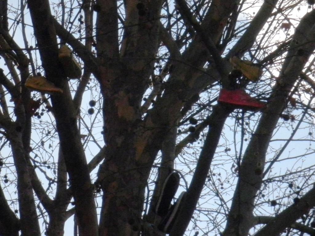 OLYMPUS DIGITAL CAMERA Arbre à chaussures