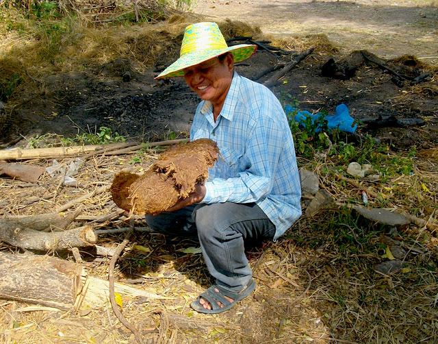 Province de Sa Kaeo: on ramasse les crottes d'éléphants pour en faire des médicaments.