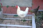 Nouvelle tendance éco-habitat élevage de poules en ville Nouvelle tendance éco-habitat élevage de poules en ville