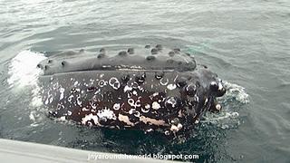 Voyage sur la Côte Est: Byron Bay et la migration des baleines Voyage sur la Côte Est: Byron Bay et la migration des baleines